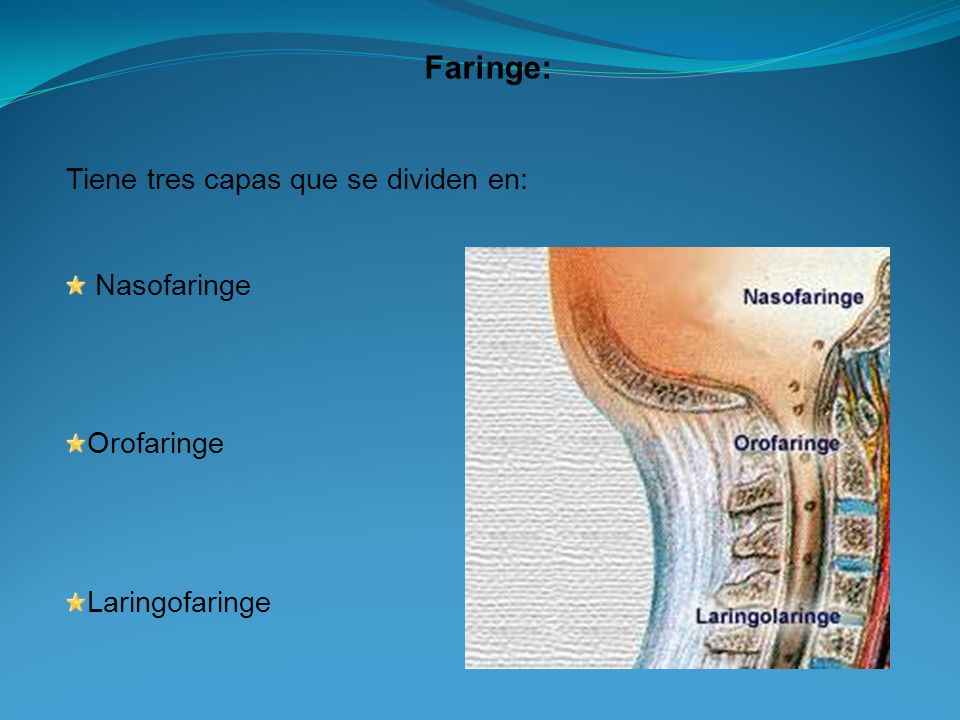 Faringe: Tiene tres capas que se dividen en: Nasofaringe Orofaringe