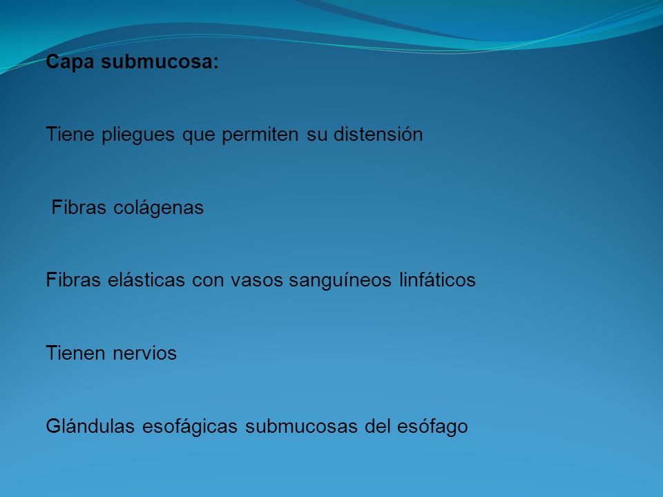 Capa submucosa: Tiene pliegues que permiten su distensión. Fibras colágenas. Fibras elásticas con vasos sanguíneos linfáticos.