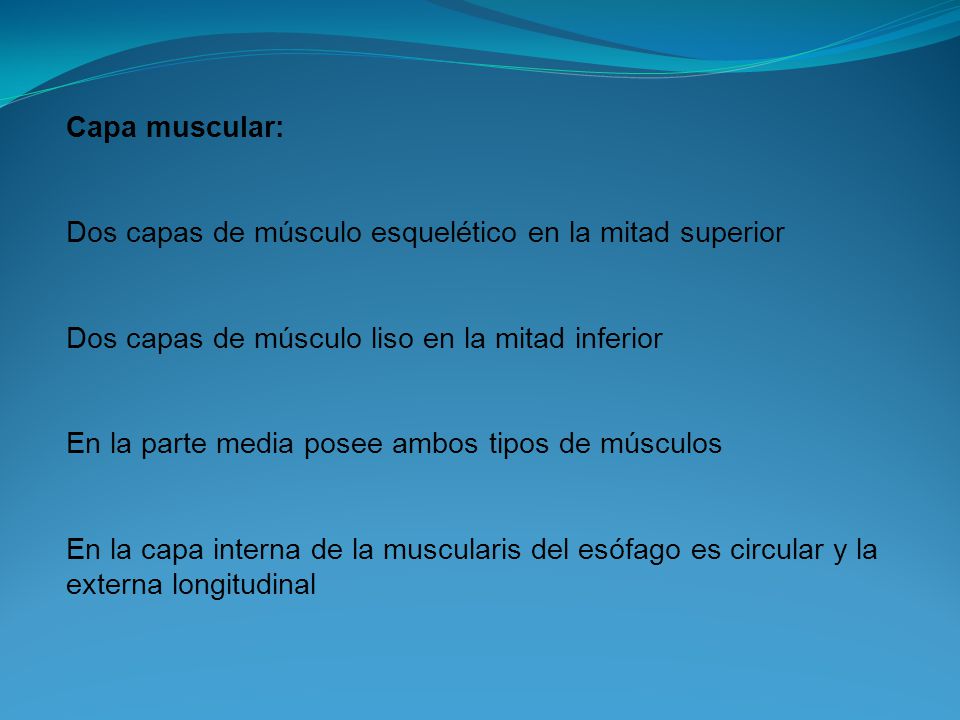 Capa muscular: Dos capas de músculo esquelético en la mitad superior. Dos capas de músculo liso en la mitad inferior.