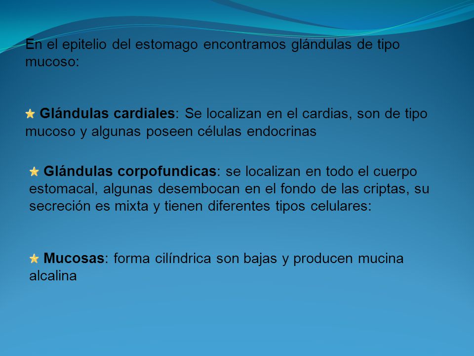En el epitelio del estomago encontramos glándulas de tipo mucoso:
