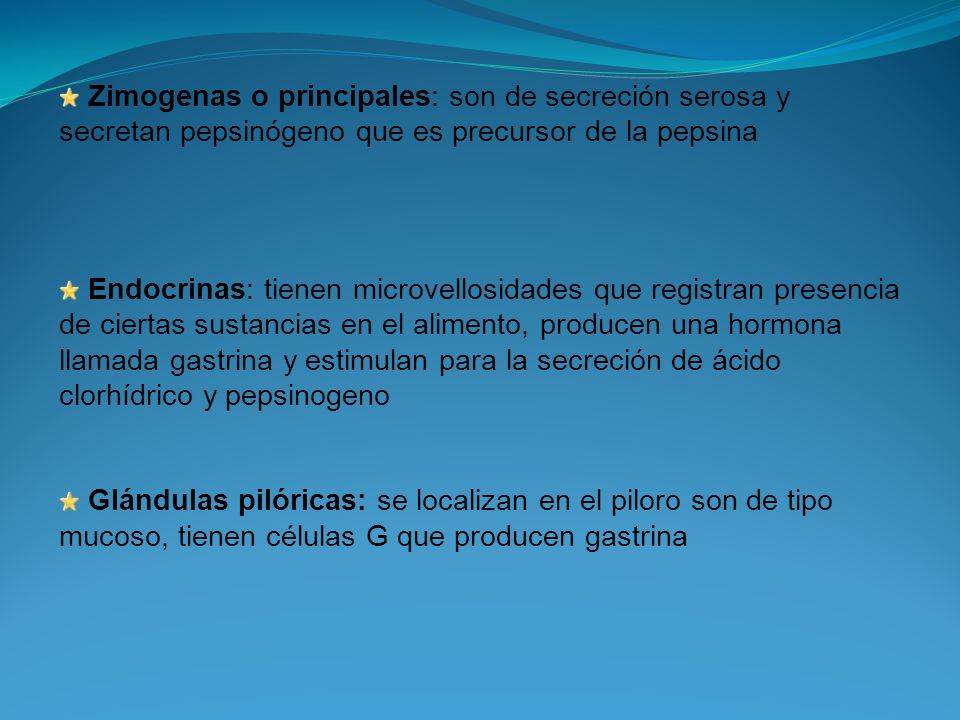 Zimogenas o principales: son de secreción serosa y secretan pepsinógeno que es precursor de la pepsina