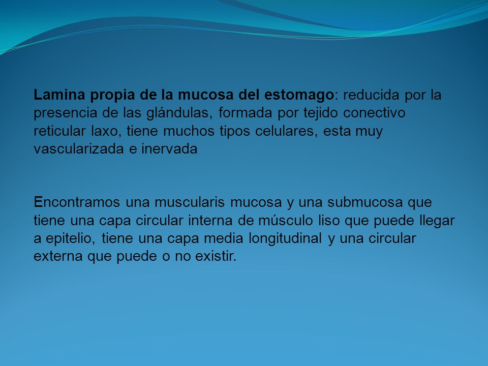 Lamina propia de la mucosa del estomago: reducida por la presencia de las glándulas, formada por tejido conectivo reticular laxo, tiene muchos tipos celulares, esta muy vascularizada e inervada