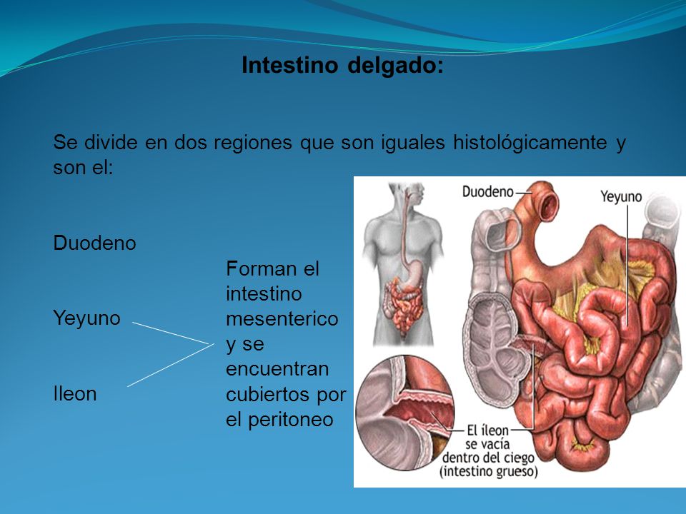 Intestino delgado: Se divide en dos regiones que son iguales histológicamente y son el: Duodeno. Yeyuno.