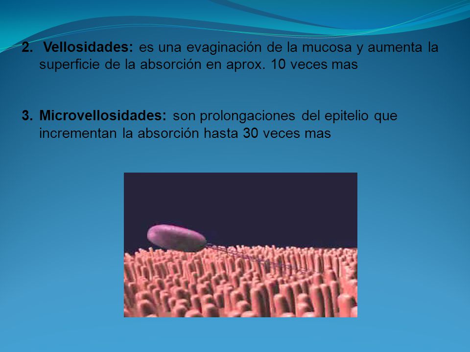 Vellosidades: es una evaginación de la mucosa y aumenta la superficie de la absorción en aprox. 10 veces mas