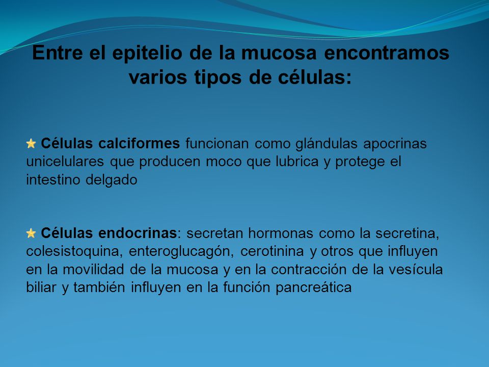 Entre el epitelio de la mucosa encontramos varios tipos de células: