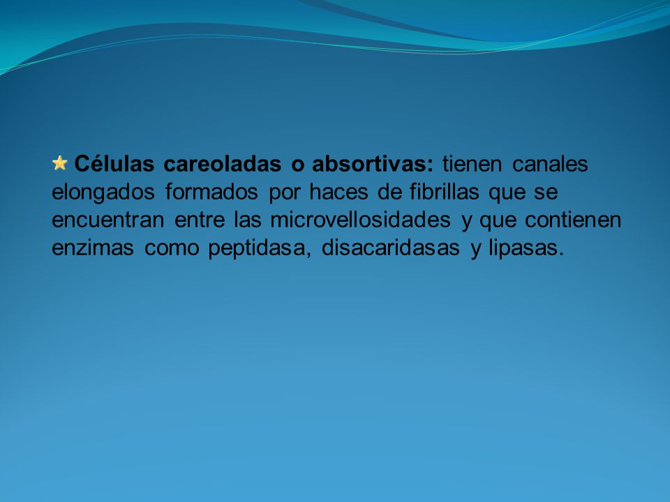Células careoladas o absortivas: tienen canales elongados formados por haces de fibrillas que se encuentran entre las microvellosidades y que contienen enzimas como peptidasa, disacaridasas y lipasas.