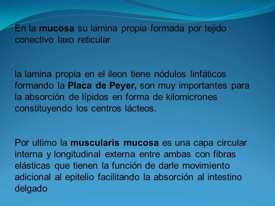 En la mucosa su lamina propia formada por tejido conectivo laxo reticular