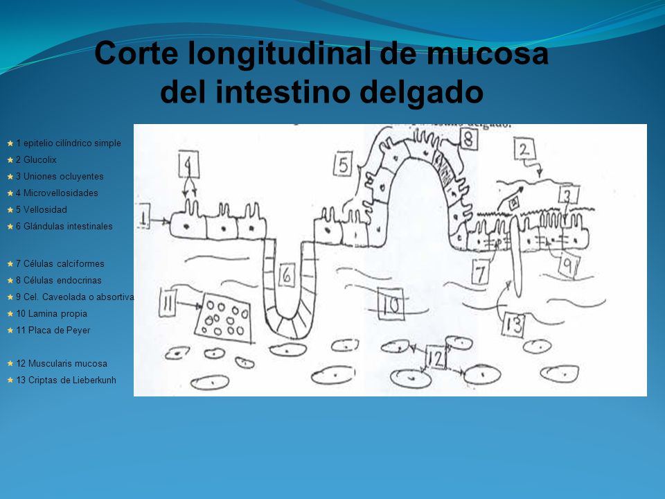 Corte longitudinal de mucosa del intestino delgado