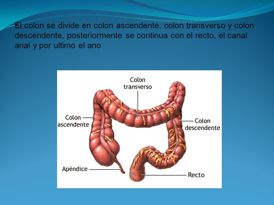 El colon se divide en colon ascendente, colon transverso y colon descendente, posteriormente se continua con el recto, el canal anal y por ultimo el ano