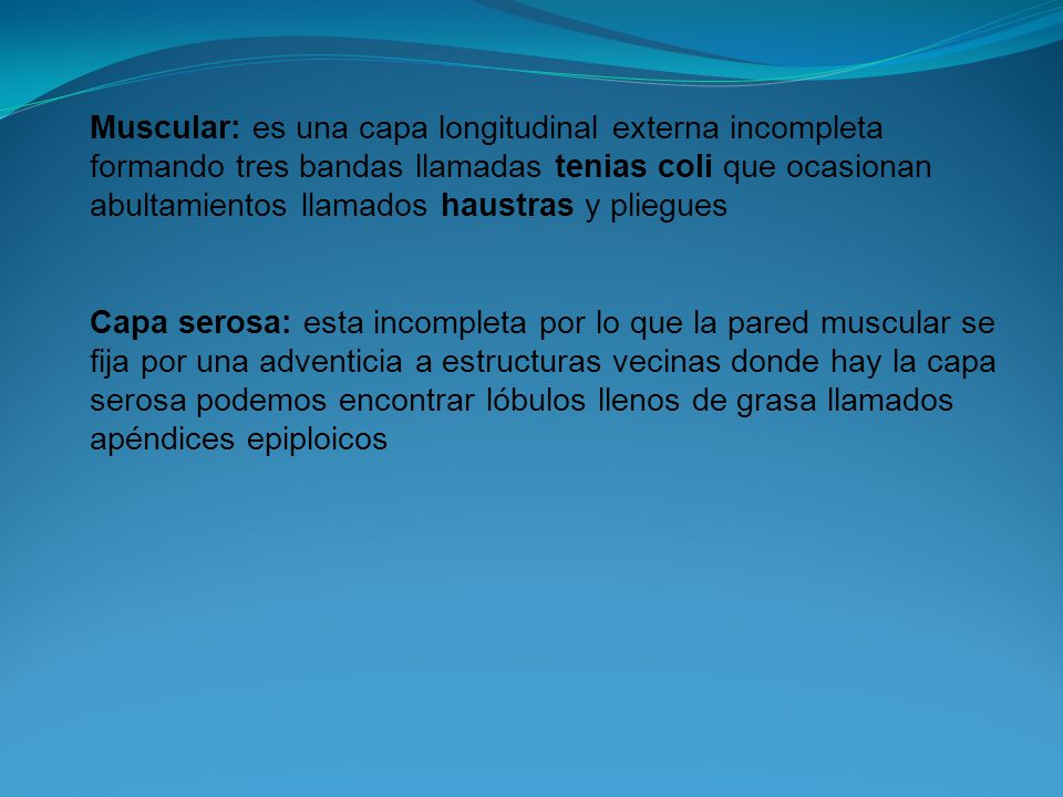 Muscular: es una capa longitudinal externa incompleta formando tres bandas llamadas tenias coli que ocasionan abultamientos llamados haustras y pliegues