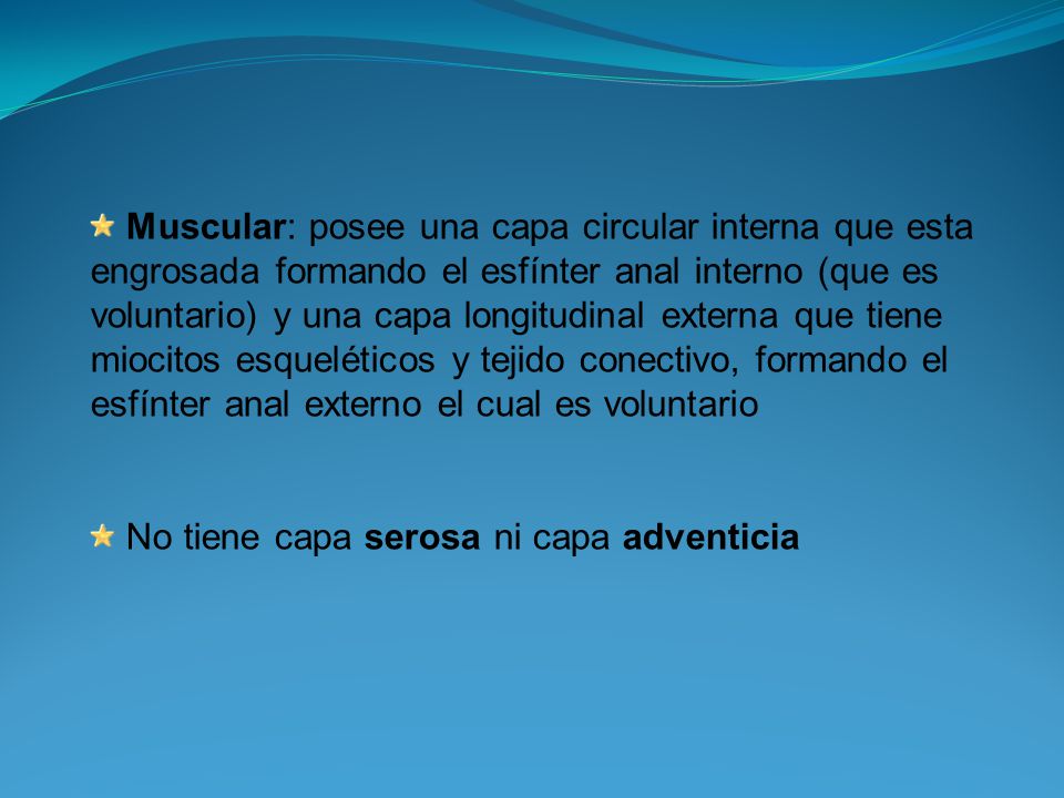 Muscular: posee una capa circular interna que esta engrosada formando el esfínter anal interno (que es voluntario) y una capa longitudinal externa que tiene miocitos esqueléticos y tejido conectivo, formando el esfínter anal externo el cual es voluntario