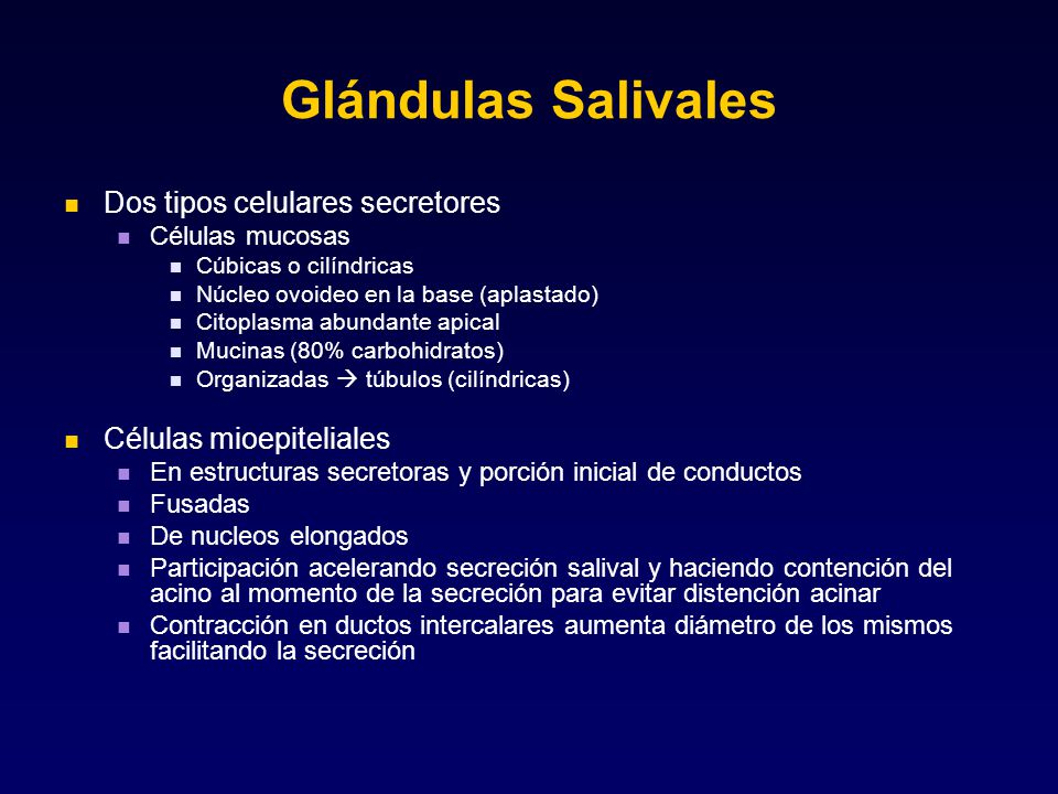 Glándulas Salivales Dos tipos celulares secretores