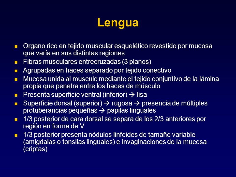 Lengua Organo rico en tejido muscular esquelético revestido por mucosa que varía en sus distintas regiones.