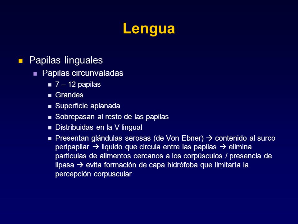 Lengua Papilas linguales Papilas circunvaladas 7 – 12 papilas Grandes