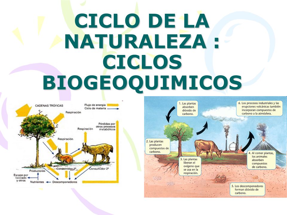 CICLO DE LA NATURALEZA : CICLOS BIOGEOQUIMICOS