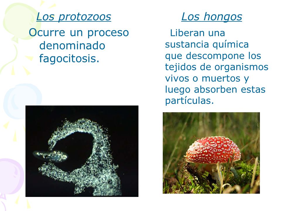 Los protozoos Ocurre un proceso denominado fagocitosis. Los hongos.