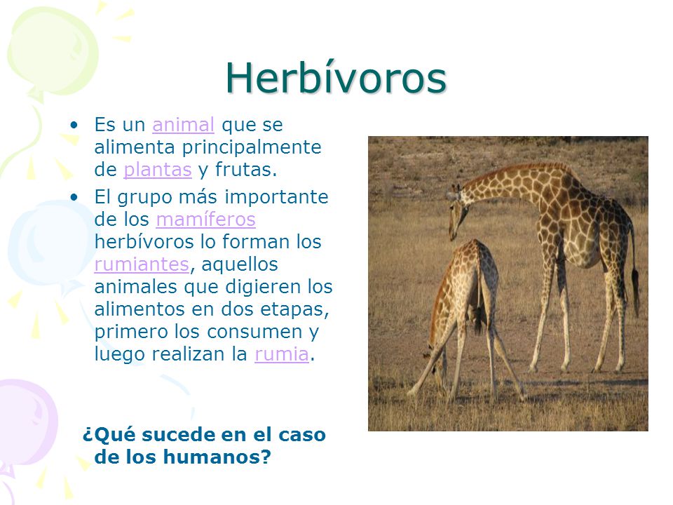 Herbívoros Es un animal que se alimenta principalmente de plantas y frutas.