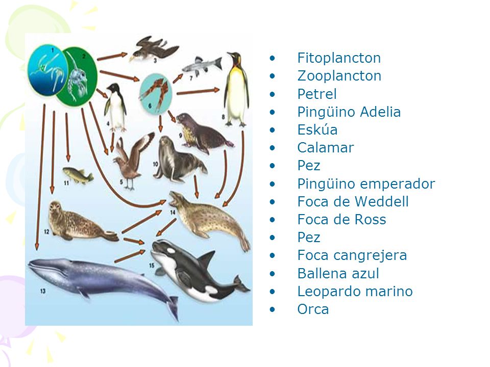 Fitoplancton Zooplancton. Petrel. Pingüino Adelia. Eskúa. Calamar. Pez. Pingüino emperador. Foca de Weddell.