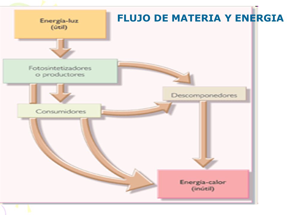 FLUJO DE MATERIA Y ENERGIA
