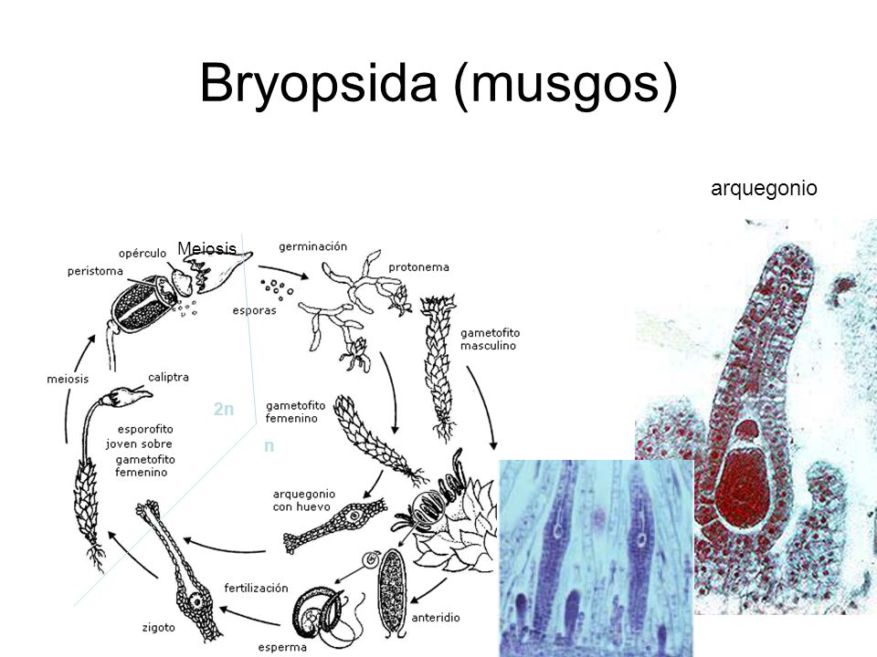 Bryopsida (musgos) Ciclo de vida arquegonio Meiosis 2n n anteridio