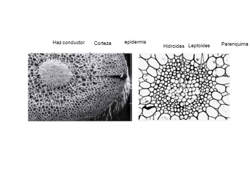 Haz conductor epidermis Corteza Parenquima Hidroides Leptoides