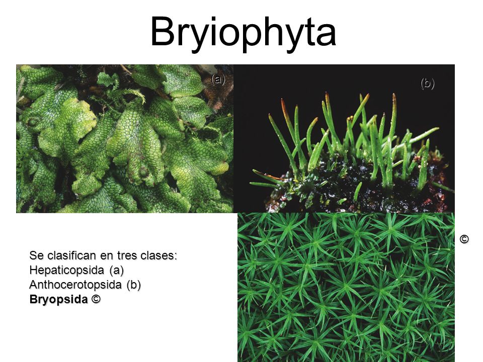 Bryiophyta (a) (b) © Se clasifican en tres clases: Hepaticopsida (a)