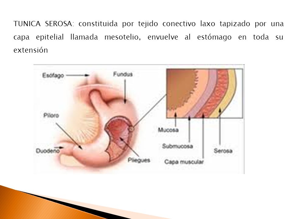 TUNICA SEROSA: constituida por tejido conectivo laxo tapizado por una capa epitelial llamada mesotelio, envuelve al estómago en toda su extensión