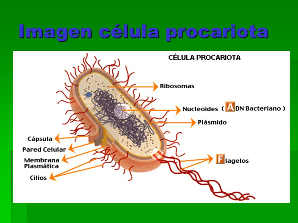 Imagen célula procariota