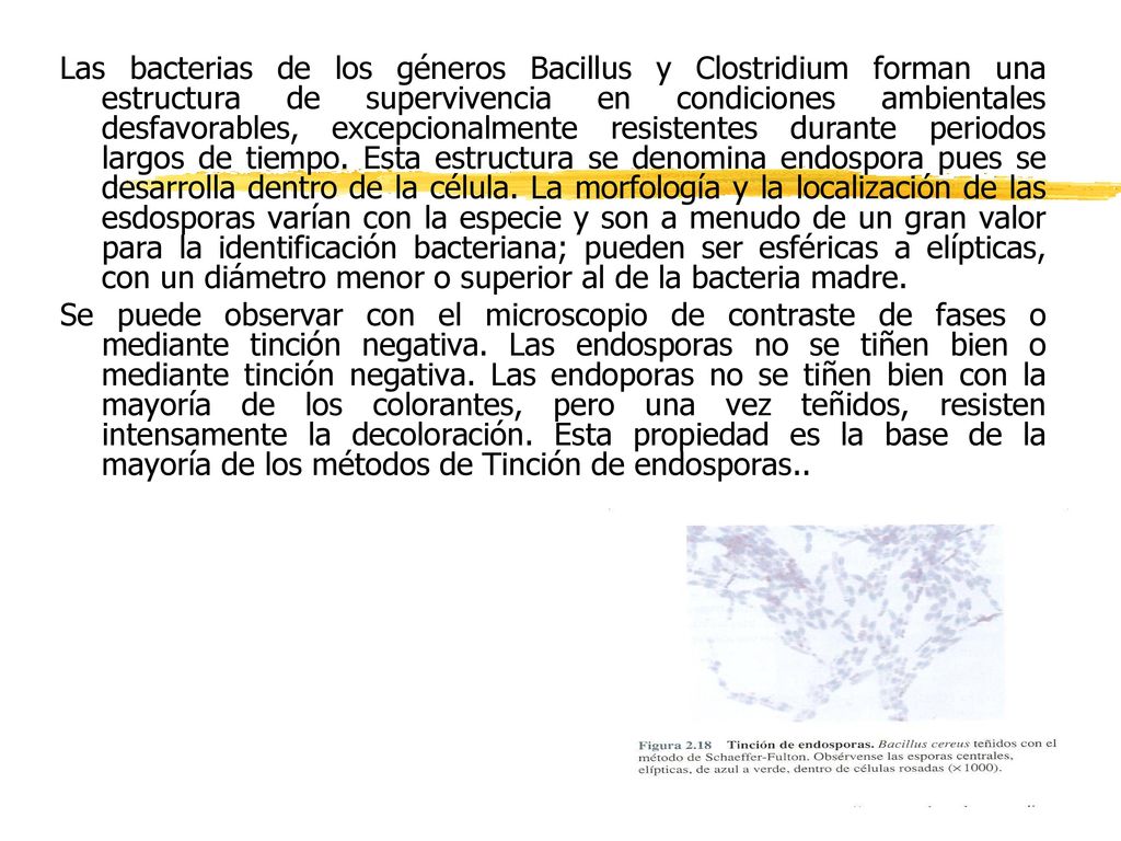 Las bacterias de los géneros Bacillus y Clostridium forman una estructura de supervivencia en condiciones ambientales desfavorables, excepcionalmente resistentes durante periodos largos de tiempo. Esta estructura se denomina endospora pues se desarrolla dentro de la célula. La morfología y la localización de las esdosporas varían con la especie y son a menudo de un gran valor para la identificación bacteriana; pueden ser esféricas a elípticas, con un diámetro menor o superior al de la bacteria madre.