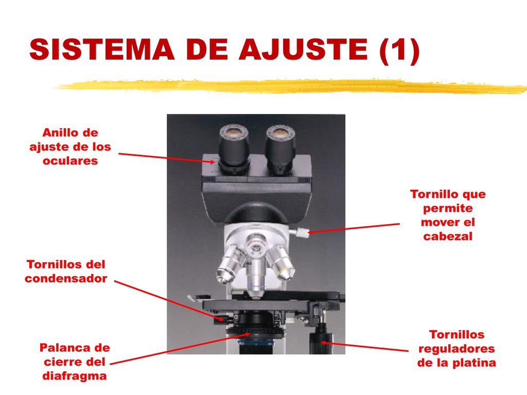 SISTEMA DE AJUSTE (1) Anillo de ajuste de los oculares