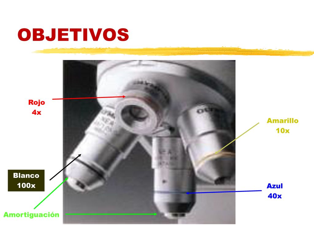 OBJETIVOS Rojo 4x Amarillo 10x Blanco 100x Azul 40x Amortiguación
