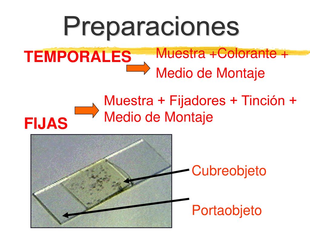 Preparaciones TEMPORALES FIJAS Muestra +Colorante + Medio de Montaje