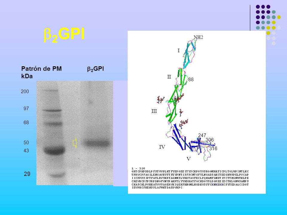b2GPI Patrón de PM b2GPI kDa I II III 29 IV V NH