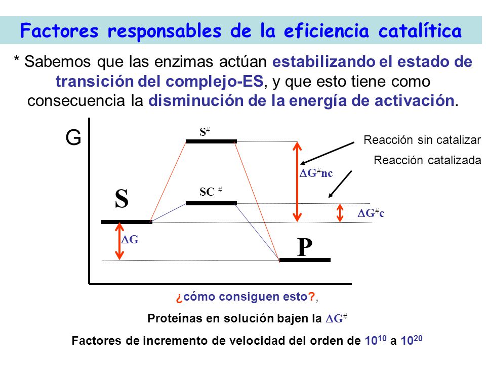 S P G Factores responsables de la eficiencia catalítica
