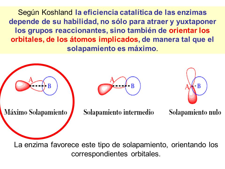 Según Koshland la eficiencia catalítica de las enzimas depende de su habilidad, no sólo para atraer y yuxtaponer los grupos reaccionantes, sino también de orientar los orbitales, de los átomos implicados, de manera tal que el solapamiento es máximo.