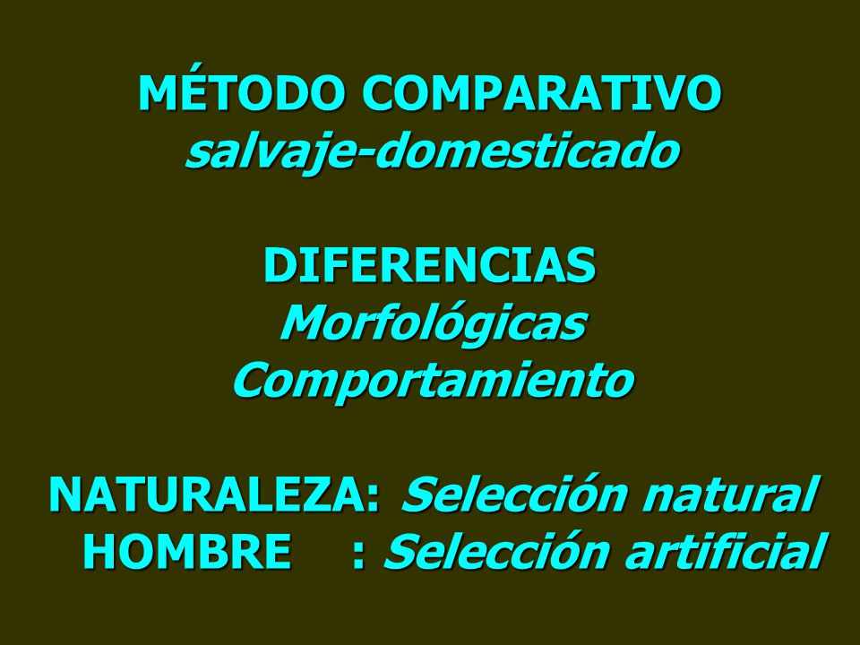 MÉTODO COMPARATIVO salvaje-domesticado DIFERENCIAS Morfológicas Comportamiento NATURALEZA: Selección natural HOMBRE : Selección artificial