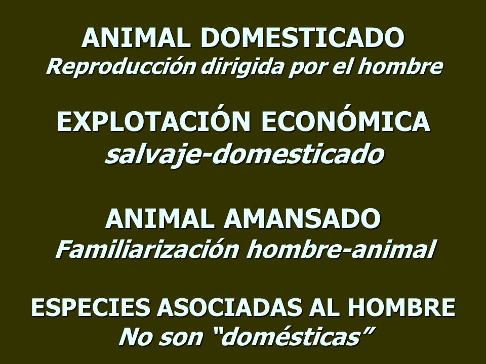 ANIMAL DOMESTICADO Reproducción dirigida por el hombre EXPLOTACIÓN ECONÓMICA salvaje-domesticado ANIMAL AMANSADO Familiarización hombre-animal ESPECIES ASOCIADAS AL HOMBRE No son domésticas