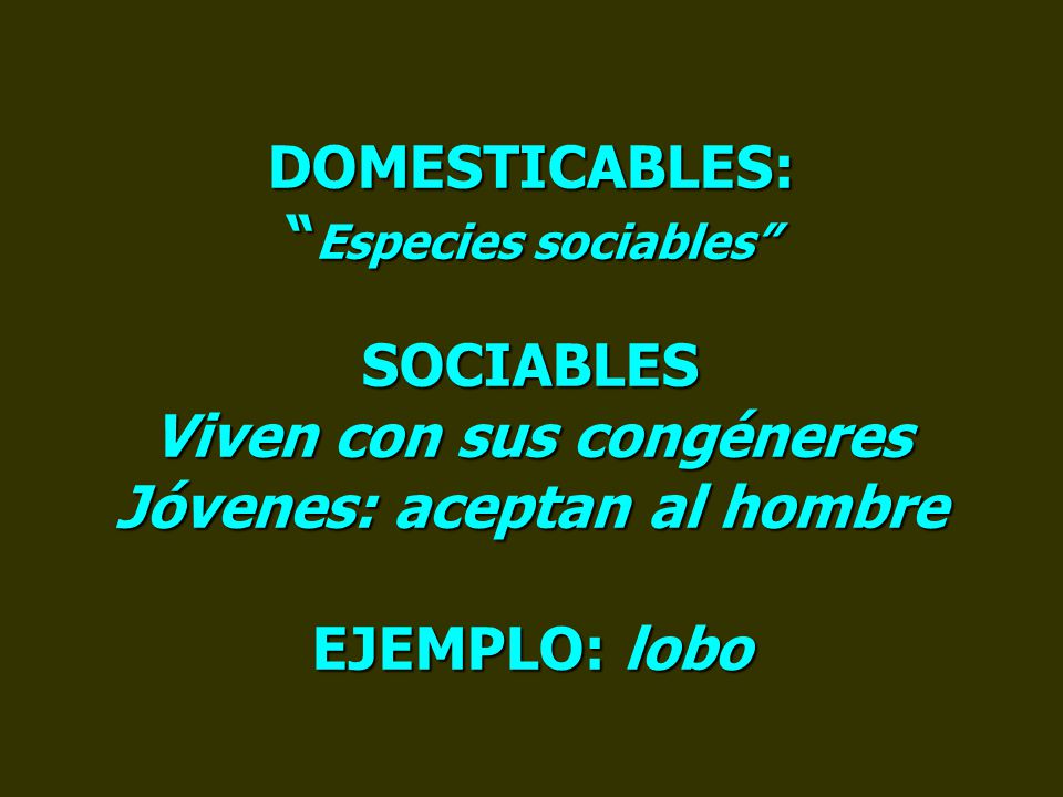 DOMESTICABLES: Especies sociables SOCIABLES Viven con sus congéneres Jóvenes: aceptan al hombre EJEMPLO: lobo
