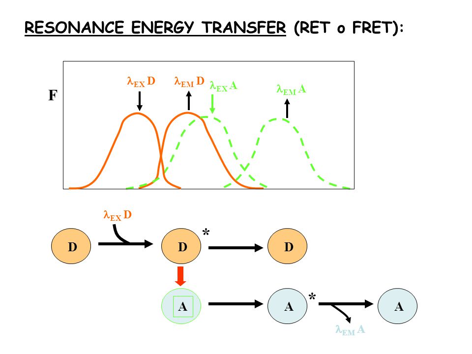 * * RESONANCE ENERGY TRANSFER (RET o FRET): F D A A A D EX D EM D