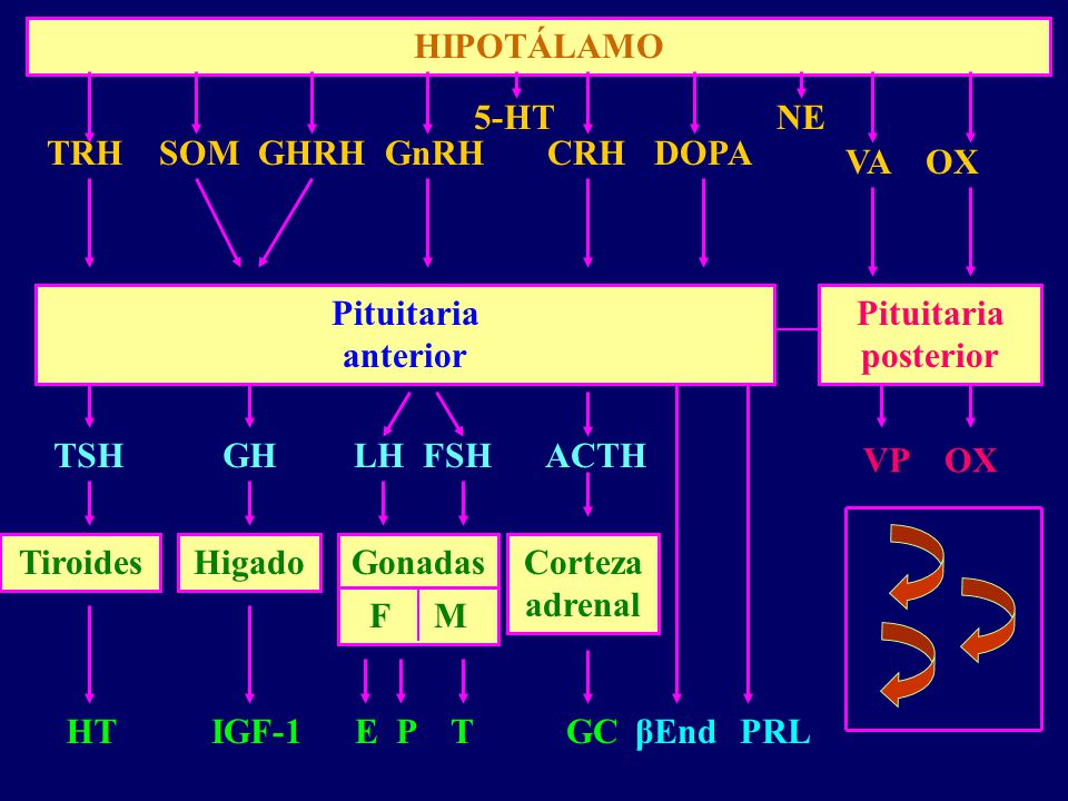 HIPOTÁLAMO 5-HT. NE. TRH SOM GHRH GnRH CRH DOPA. VA OX. Pituitaria. anterior. Pituitaria.