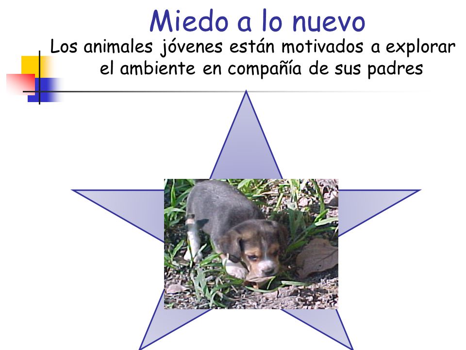 Miedo a lo nuevo Los animales jóvenes están motivados a explorar el ambiente en compañía de sus padres.