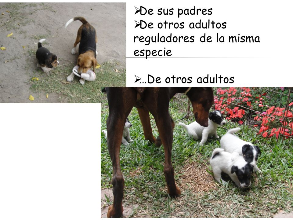De sus padres De otros adultos reguladores de la misma especie …De otros adultos