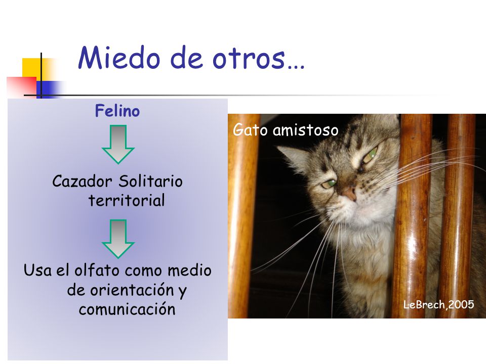 Miedo de otros… Felino Cazador Solitario territorial Usa el olfato como medio de orientación y comunicación