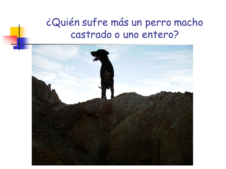 ¿Quién sufre más un perro macho castrado o uno entero