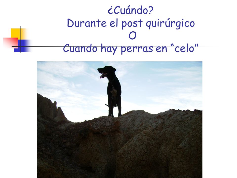 ¿Cuándo Durante el post quirúrgico O Cuando hay perras en celo