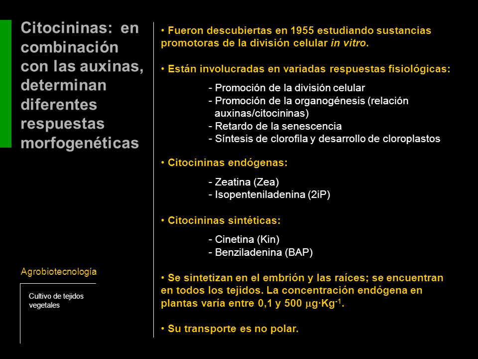 Citocininas: en combinación con las auxinas, determinan diferentes respuestas morfogenéticas