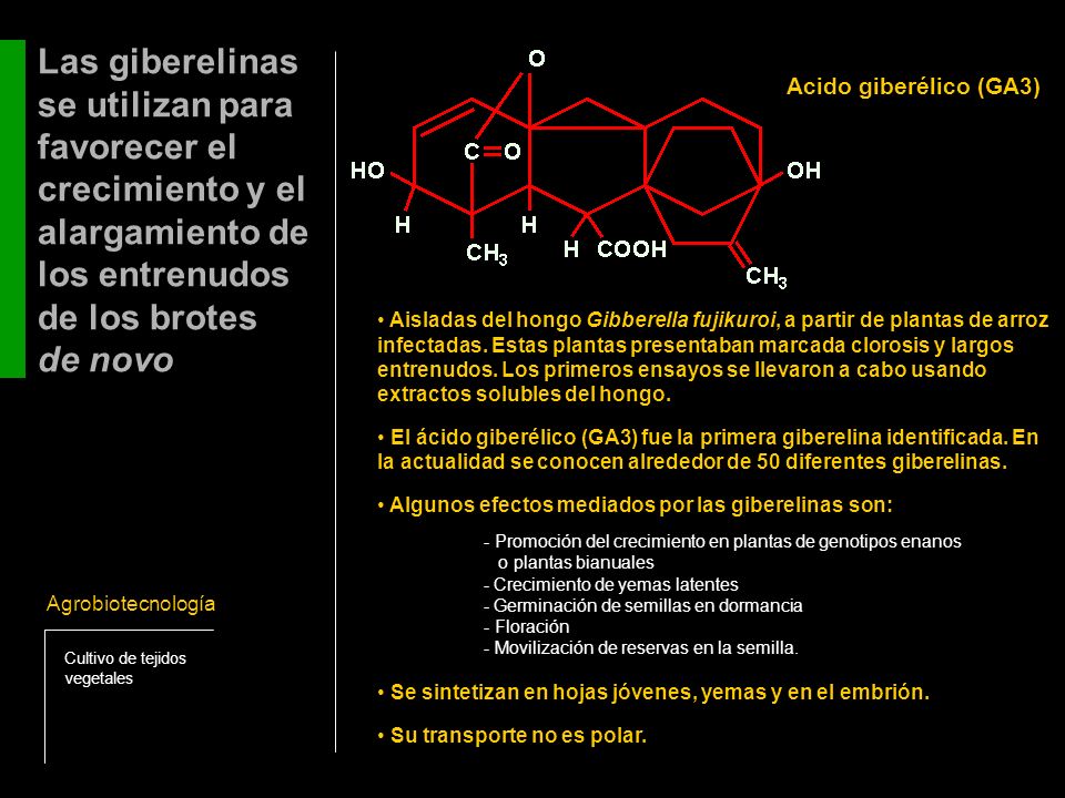 Las giberelinas se utilizan para favorecer el crecimiento y el alargamiento de los entrenudos de los brotes de novo