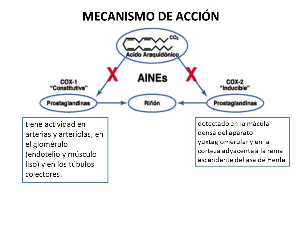MECANISMO DE ACCIÓN tiene actividad en arterias y arteriolas, en el glomérulo (endotelio y músculo liso) y en los túbulos colectores.