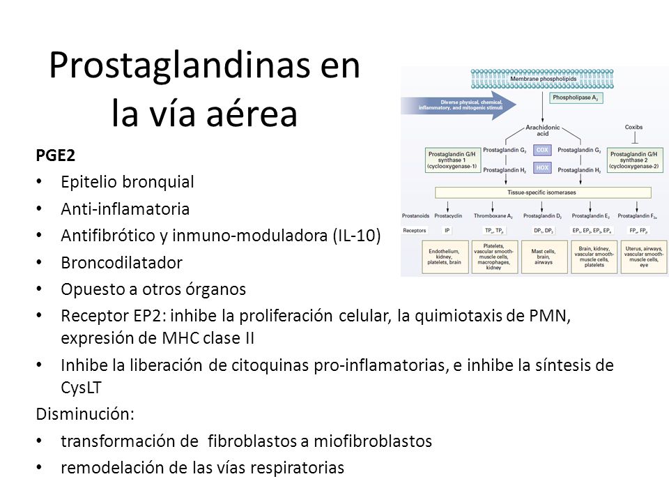 Prostaglandinas en la vía aérea