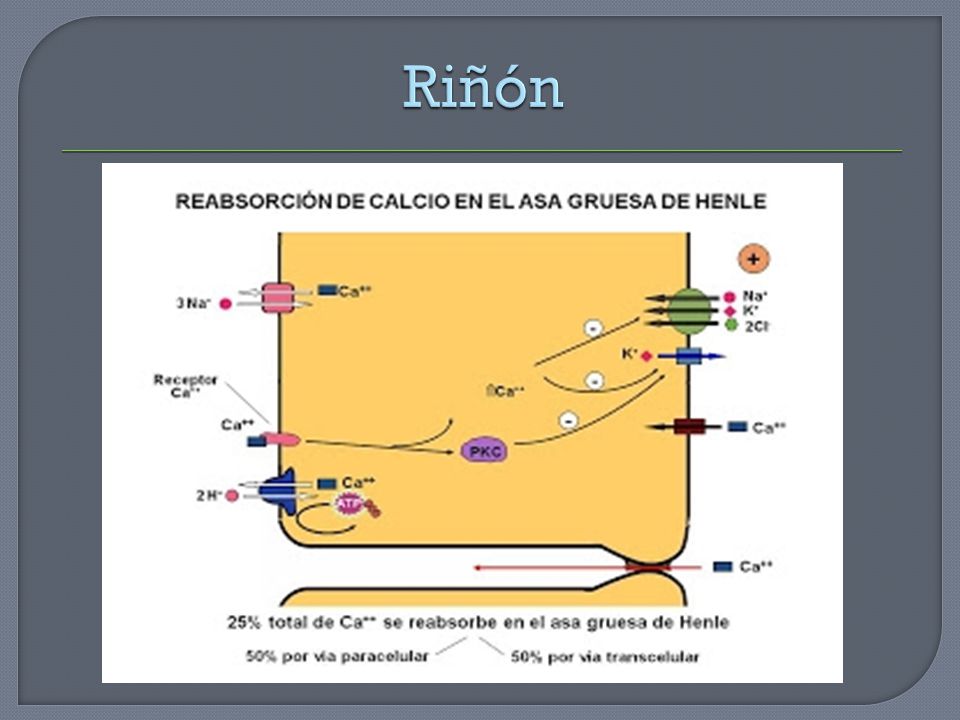 Riñón